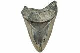 Serrated, Fossil Megalodon Tooth - Huge NC Meg #309481-1